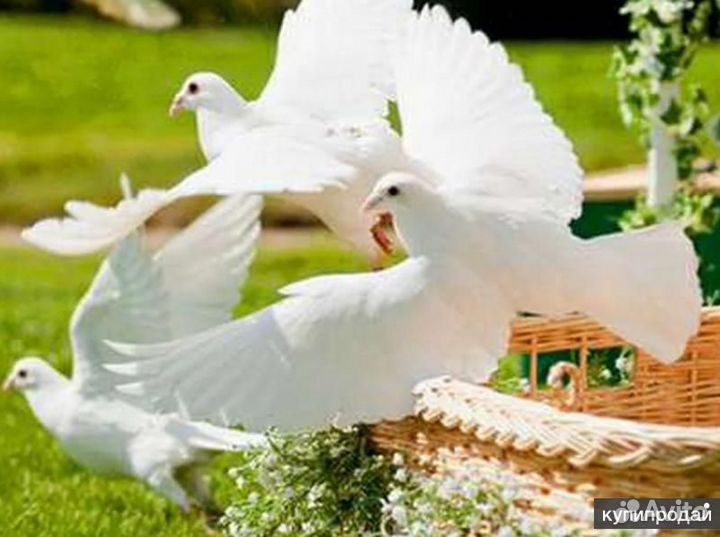 Голуби на праздник