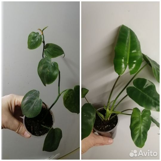 Комнатные цветы