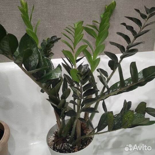 Замиокулькас супер нова