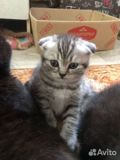 Вислоухие котята