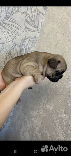 Продам французских булочек