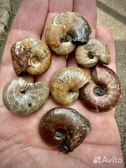 Окаменелости аммониты
