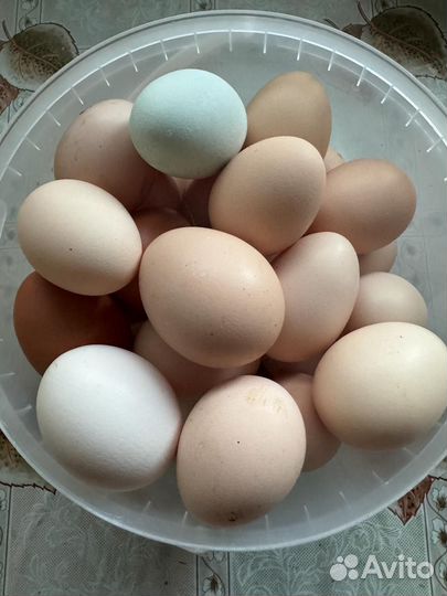 Домашние куриные яйца