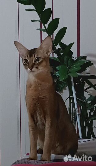 Абиссинские котята