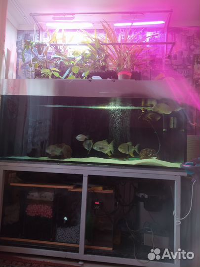 Аквариум