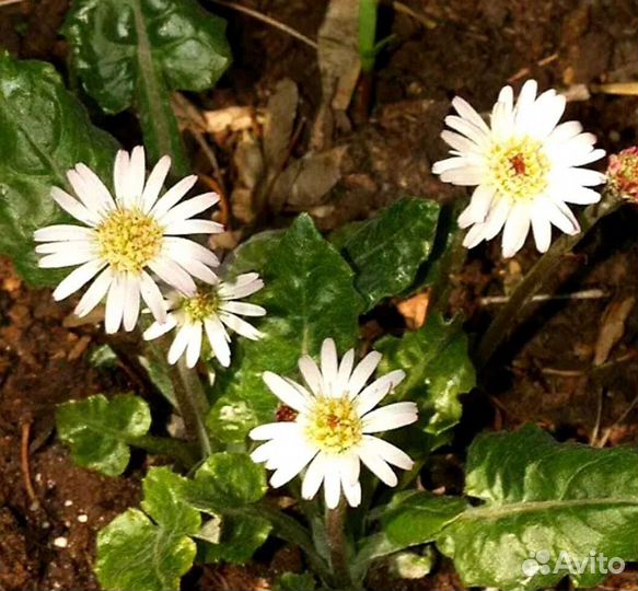 Многолетние цветы : семена и корни