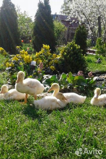 Утка, гусь, разные породы разные возраста
