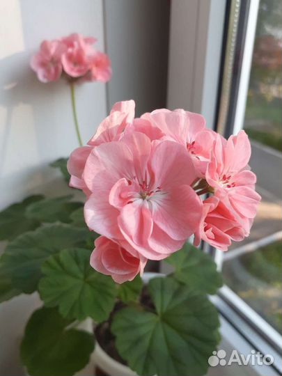 Пеларгония герань