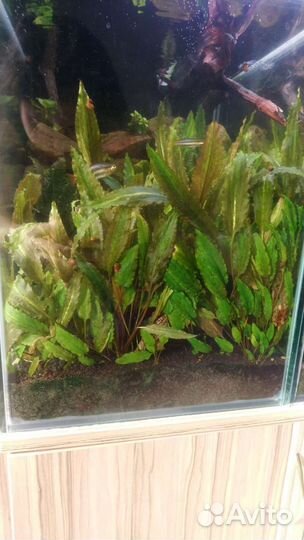 Криптокорина