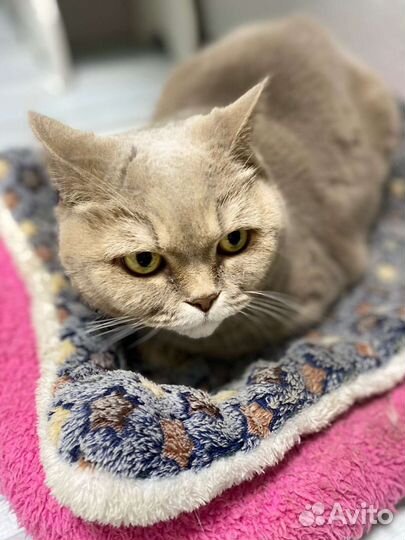 Палевая кошка британка в дар