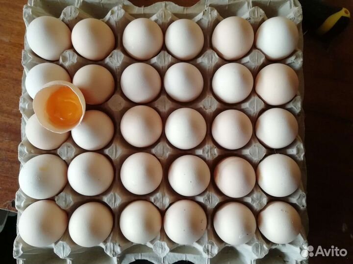 Куриное яйцо, фермерское