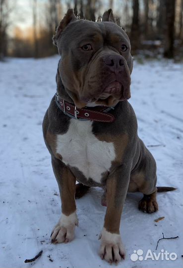 Приглашаем на вязку American Bully