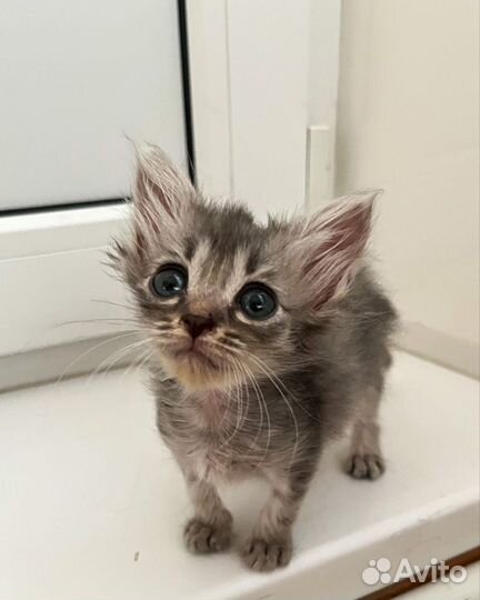 Котенок пушистый