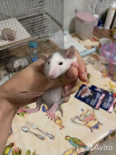 Крыса дамбо