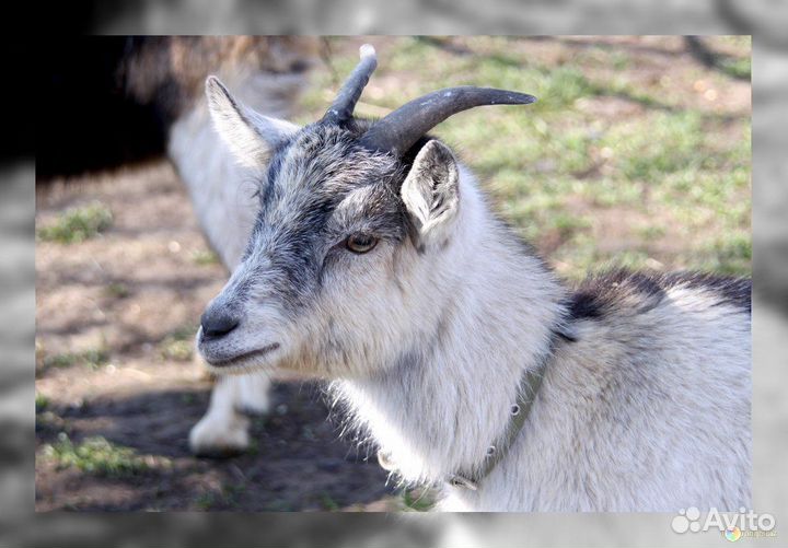 Чешский козел