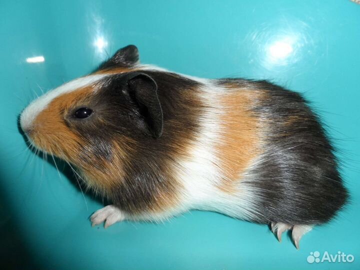 Морские свинки 1-6 месяцев