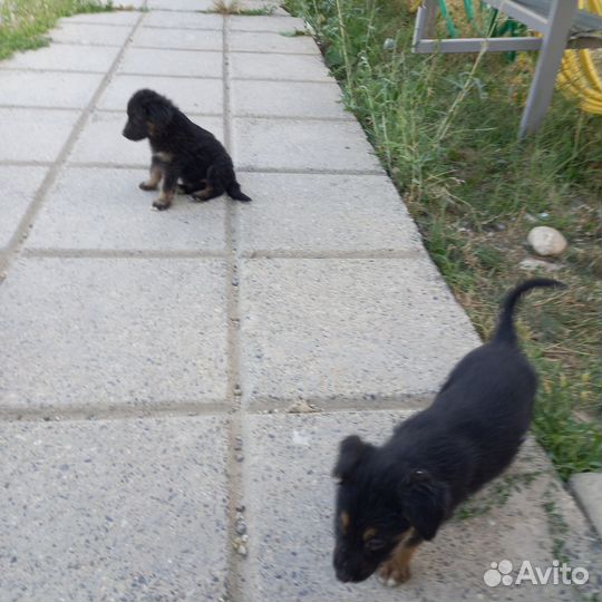 Щенки в добрые руки