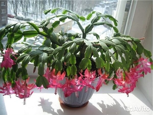 Цветок декабрист