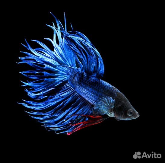 Аквариумные рыбки от компании 