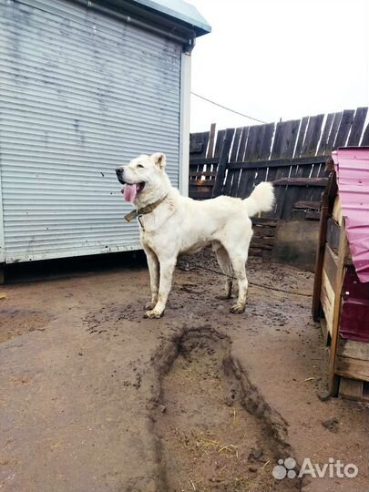 Вяска собак