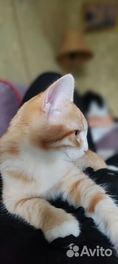 Маленькая тигра