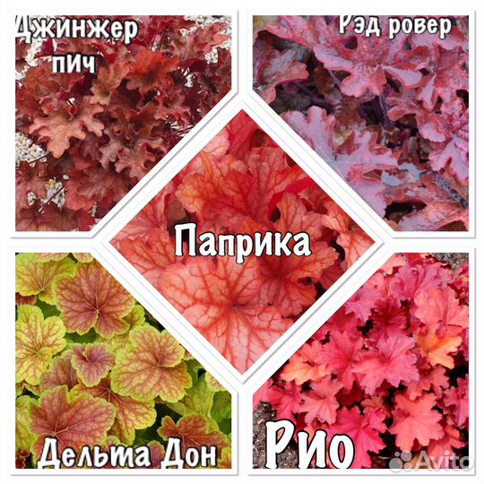 Гейхеры, Лилейники, Ирисы