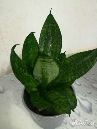 Сансиеверия хани