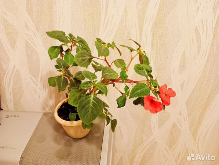 Бальзамин коралловый