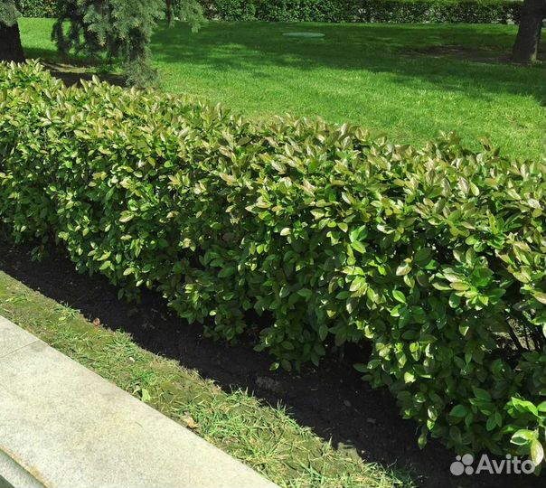 Кизильник блестящий (закрытая корневая система)