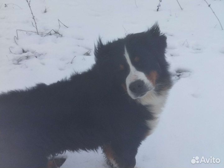 Бернский зенненхунд вязка