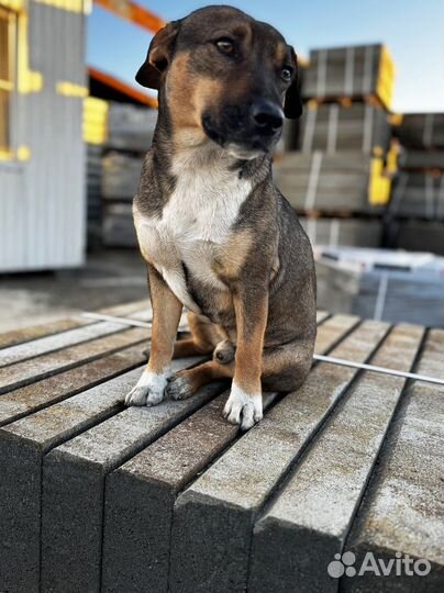 Тротуарная плитка ГОСТ