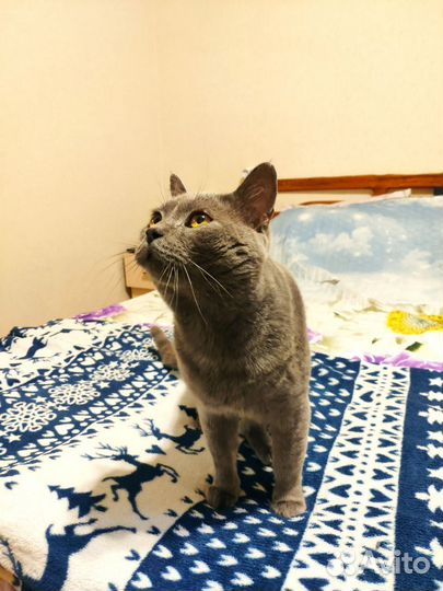 Британец в добрые руки