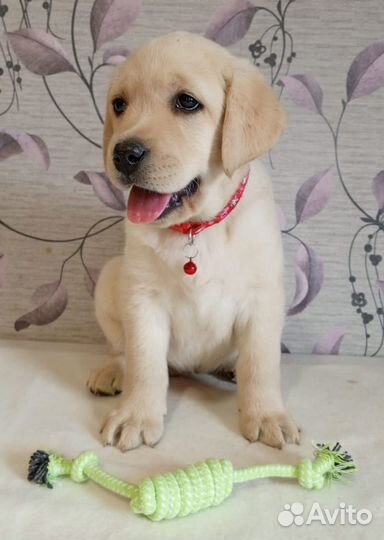 Щенки лабрадора