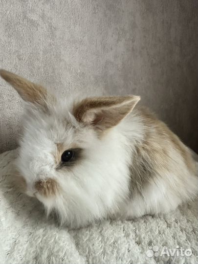 Карликовые кролики декоративные вислоухие
