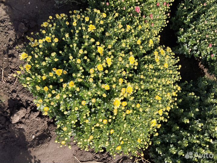 Хризантемы мультифлора