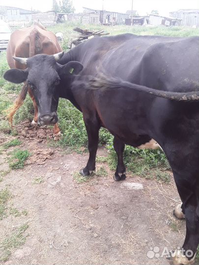 Коровы высокоудойные