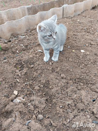 Британский. котенок девочка