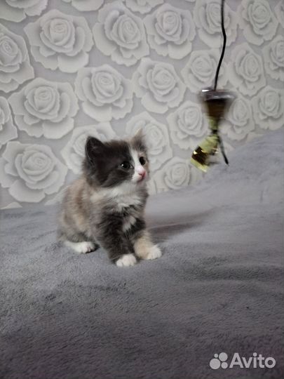 Отдам котёнка в добрые руки