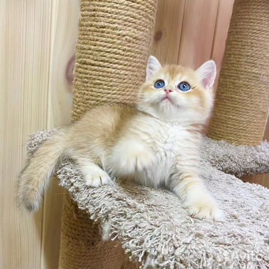 Золотые шиншиллята
