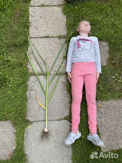 Аренда сеялки чеснока