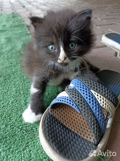 Тайский котик