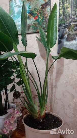 Комнатные экзотические растения