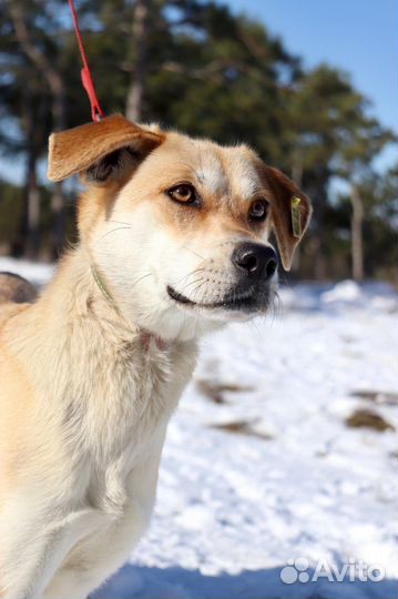 Арти в добрые руки