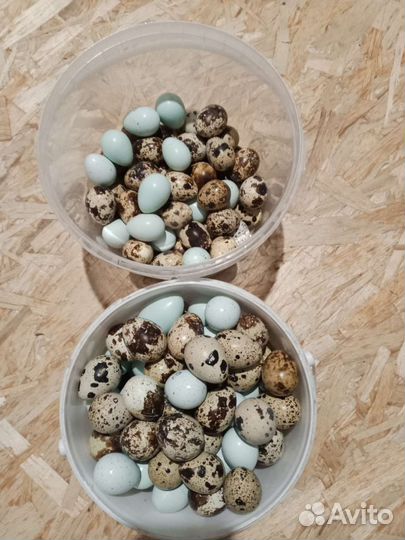 Перепелиное инкубационное и пищевое яйцо