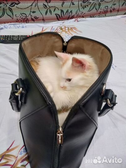 Котенок мальчик 5 мес