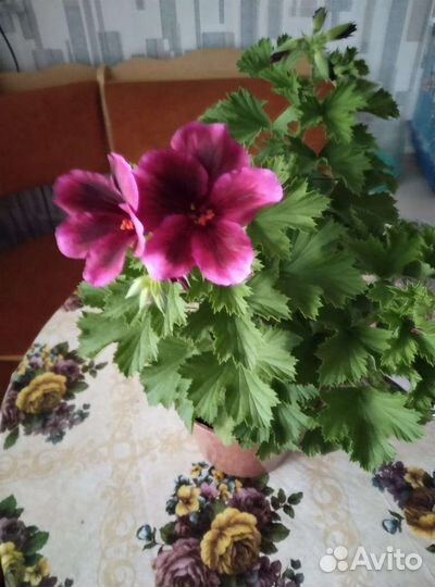 Пеларгония королевская