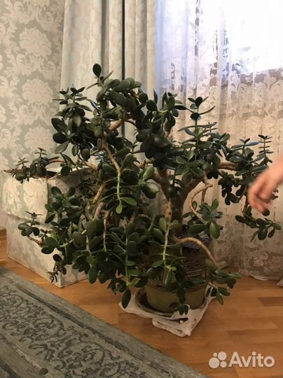 Толстянка денежное дерево