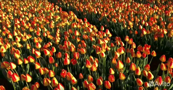 Тюльпаны к 8 марта оптом