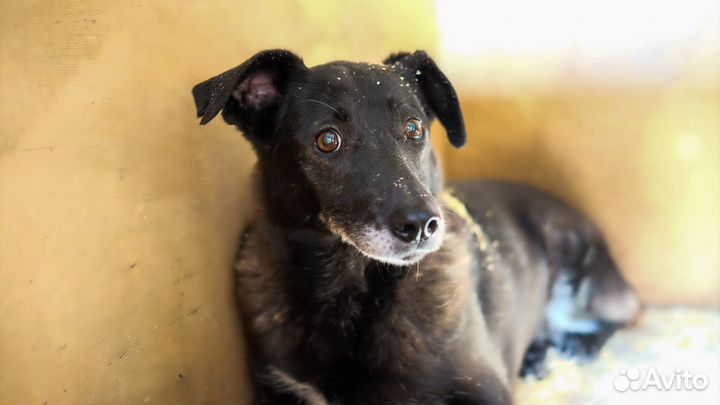 Маленькая собачка Пенни в добрые руки