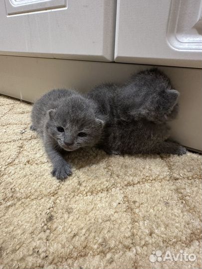 Шотладские котята